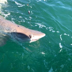 Meet your Posher, Stephen